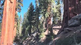 Ep. 21 Autumn Colors on the Road to Sequoia 🌲🍂 A Quiet California Drive#sequoia #californiatravel