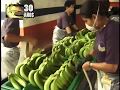 Economia Circular en cultivo de banano