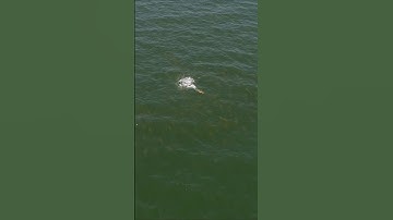 Casting to 1000’s of Hungry Fish