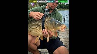 Other Animals Found On Camera Vs This One