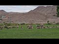 A Rare Sight &mdash; Wild Bighorn Rams Gathering at Hemenway Park