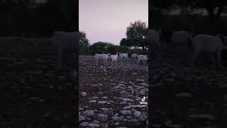 rancho Zapata zacapala Puebla