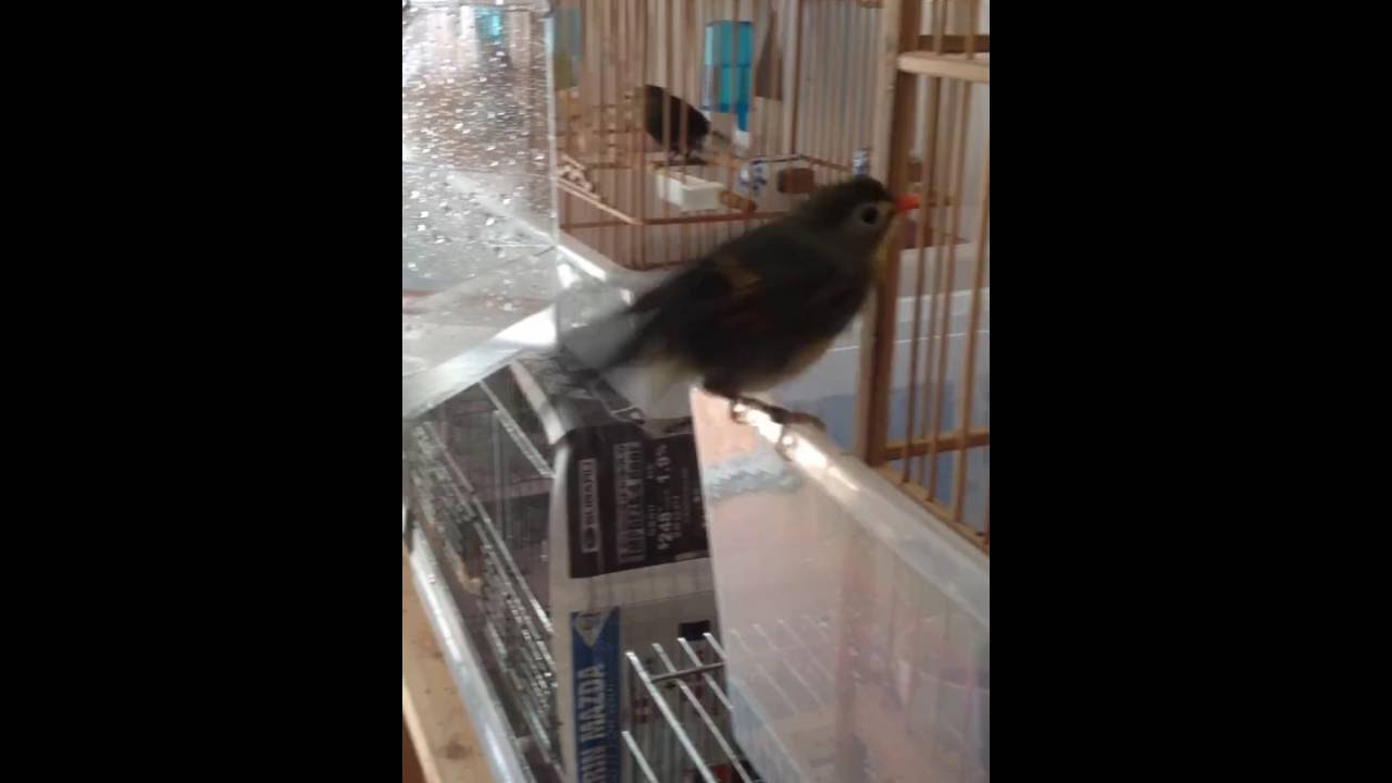 camera iphone 8 plus apk Pekin Robin 