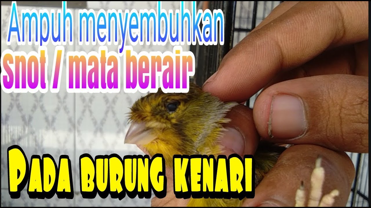 Cara ampuh mengobati mata berair atau snot pada burung kenari 
