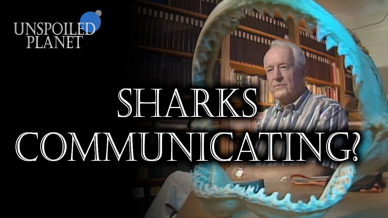 Sharks Don't Eat Humans - YouTube