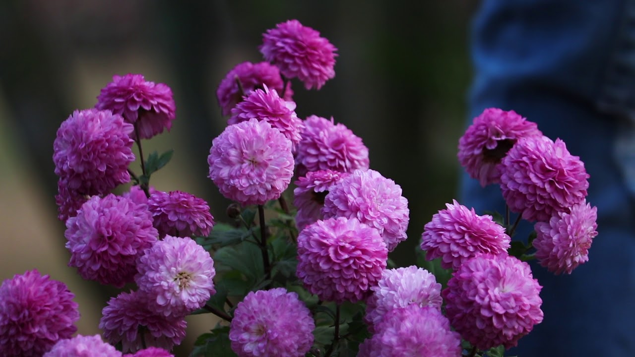 Anshupa Lake | Odisha | Places near Bhubaneswar