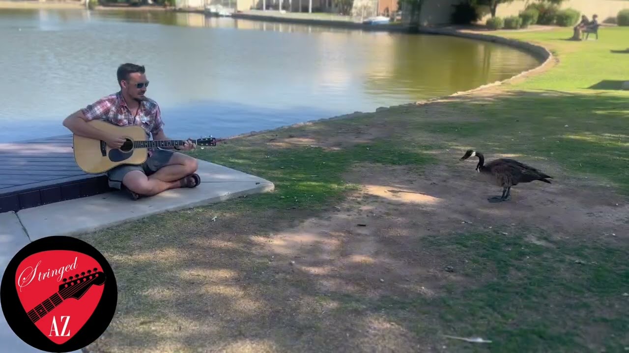 Man uses Guitar to Thwart Goose Attack