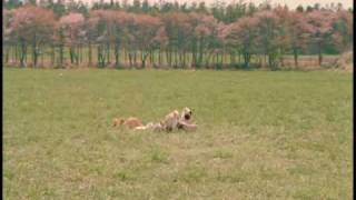 Milo And Otis Part 8