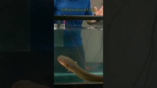 why you shouldn’t touch an electric eel #fact #interestingfact #amazingfacts #nature #electriceel