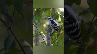 Downy woodpecker moments Compilation #tompetty #chubbychecker