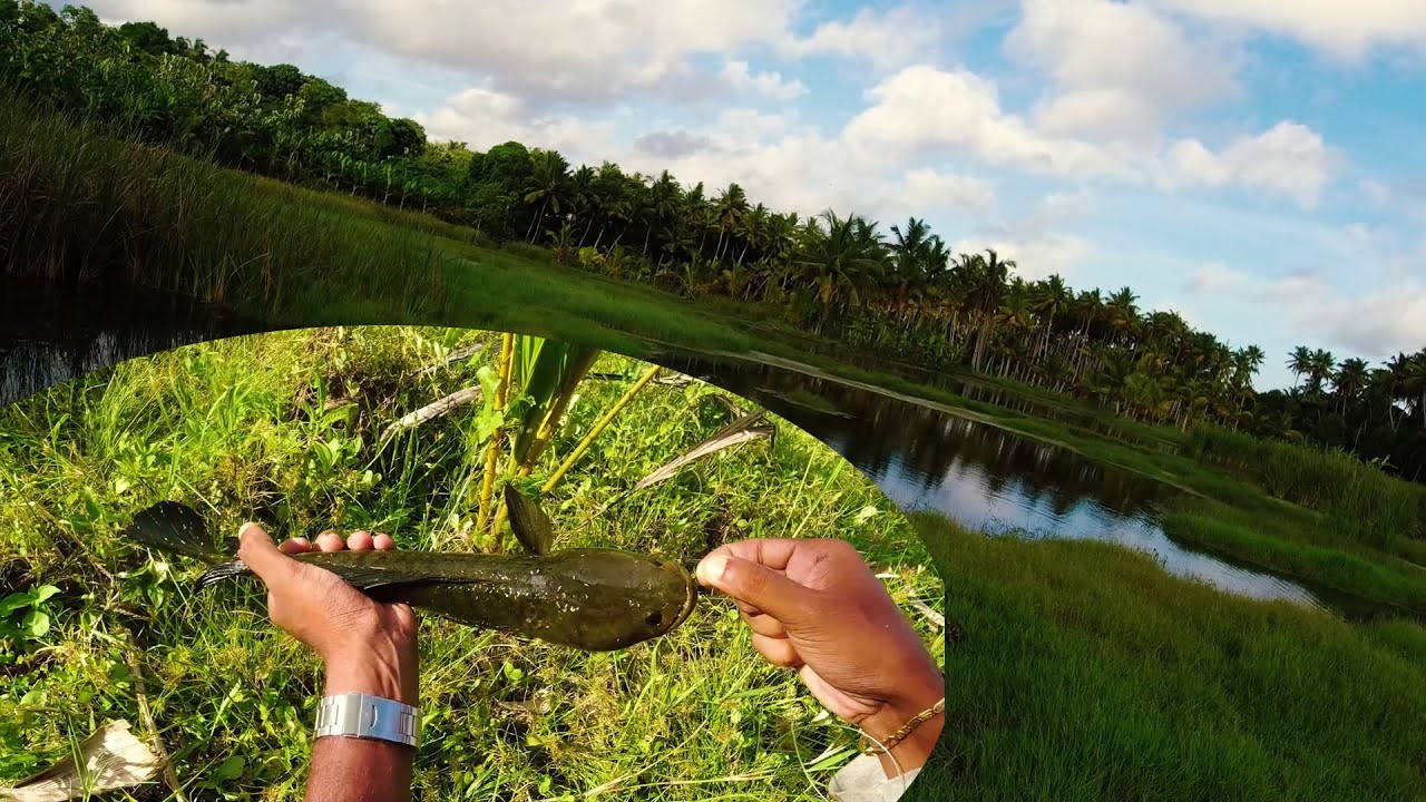 snakehead fishing Tamil / Kanyakumari / baitcaster / lucana predaitor ...