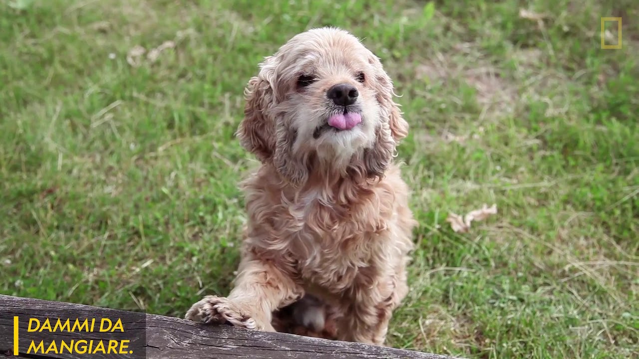 SCOPRI COME IL TUO CANE TI COMUNIUCA QUELLO CHE VUOLE
