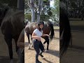 #funny #horse #horseriding #equestrian #shorts