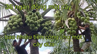 Thu hoạch dừa xim xanh lai trái siêu khủng, nghề leo hái dừa mướng ở miền tây.