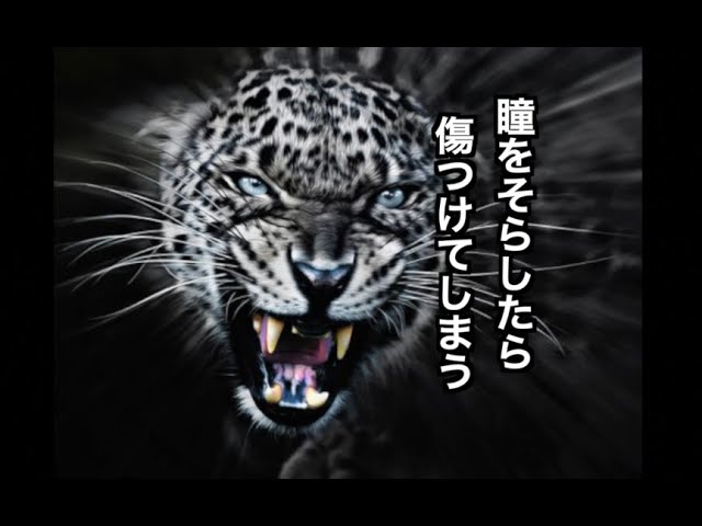 中島みゆき Single 20A『やまねこ』/ by Soko - YouTube