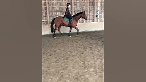 Perry Hicks on Samson, 8 yo Irish sport horse/Hano...