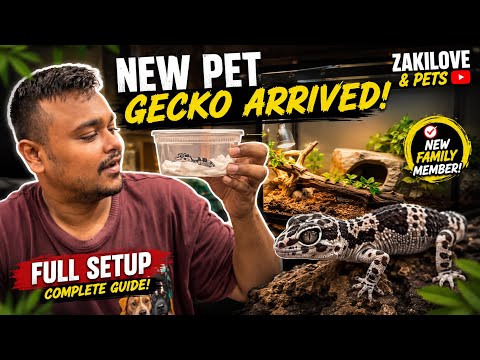 🔥 NEW PET GECKO ARRIVED! Full Setup & First Look 🦎 | Zakilove & Pets