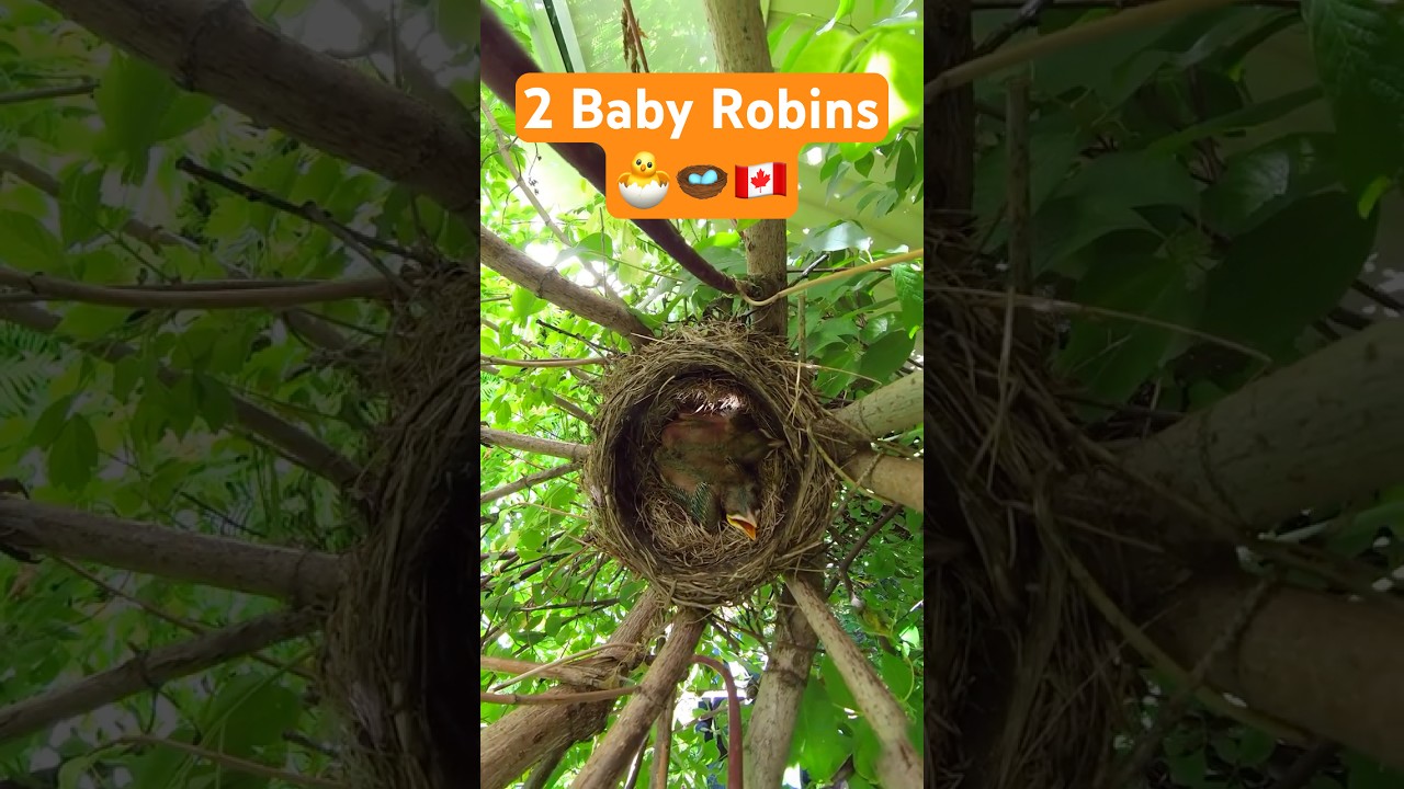 2 Robin Babies 🐣🪺🇨🇦 #robineggs #robin #babybird #shorts