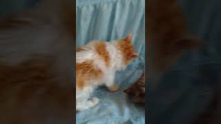 Кудрявые котята породы селкирк-рекс.Продажа ! Кудрявые котята породы селкирк-рекс.Продажа !