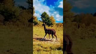 Download Lagu #wildlover see two Lovely and cutie buddies #Your.Arbaazz MP3