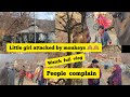 monkey attack on child and people at( baba saleh (ra)) people complain to wildlife /watch full vlog