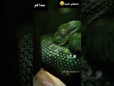 خنده دار ترین مدیتیشن 