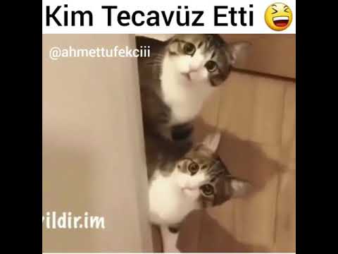 Alt komşunun kedisine kim tecavüz etti kediler alemi