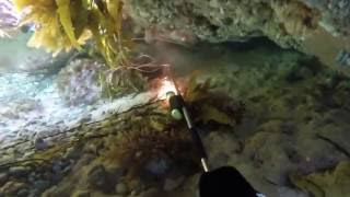 Looping Crayfish