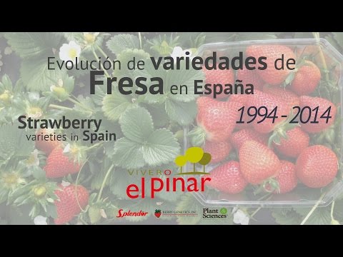 Variedades Fresa 1994 - 2014 España - El Pinar