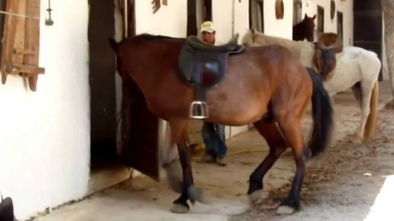 Deres / Nteres Horse Riding Center, Horse's World near Chania, Crete, Greece