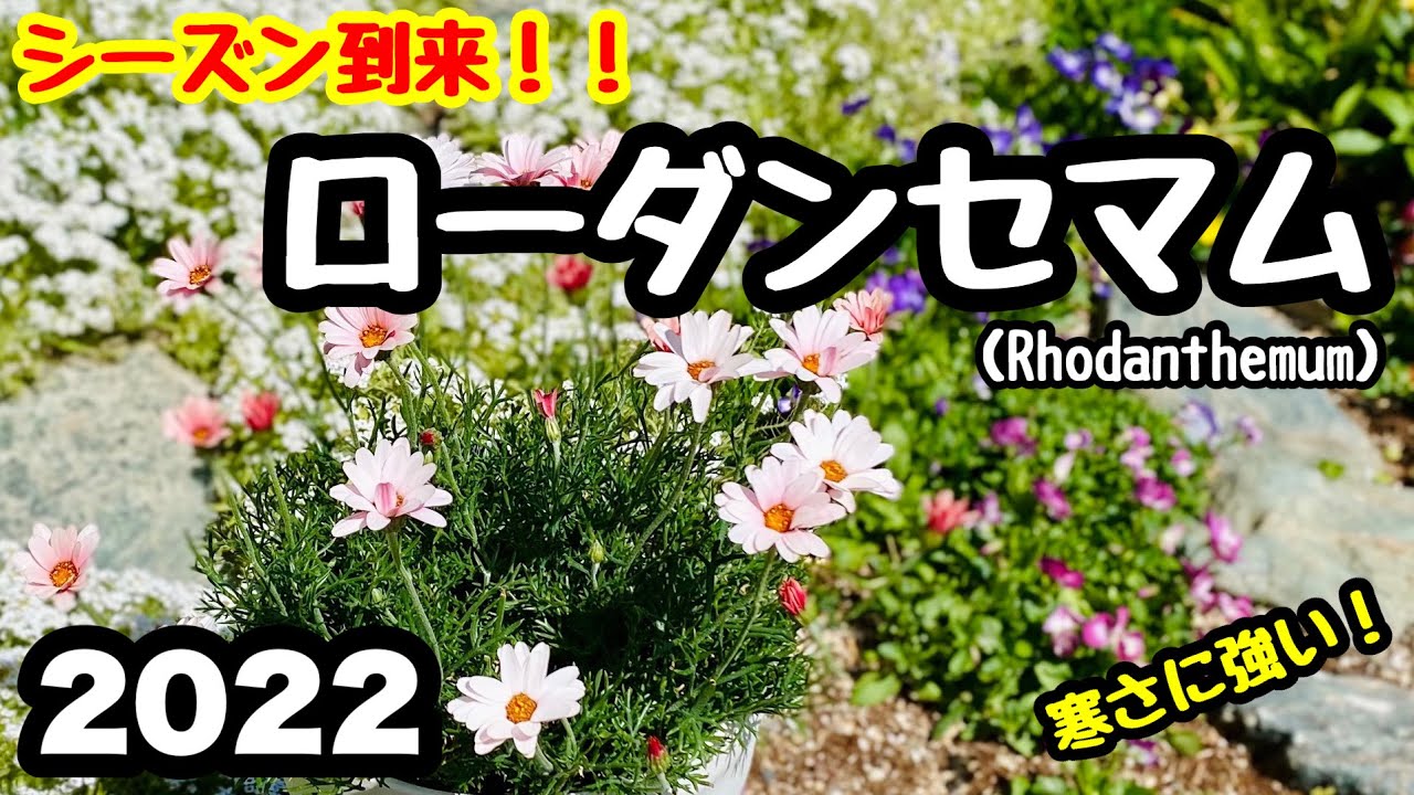 ◆今が旬です❗️【ローダンセマム】の育て方🌱寒さに強いよが、暑さに弱い☘️2022年版
