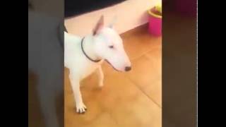 Bull Terrier Y Su Locura