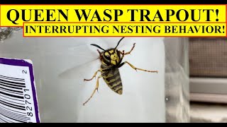 QUEEN WASP TRAP OUT - CAPTURING YELLOWJACKET QUEEN BEFORE SHE CAN ESTABLISH A NEST INSIDE A WALL!