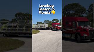 We work hard to keep our trucks clean... but lovebug season in Florida has other plans‼️