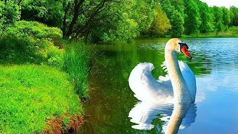 سورة الانفطار | القارئ اسد حمود | القرآن الكريم بدونقوق طبع ونشر اسمع اسمع قران الكريم اخواني