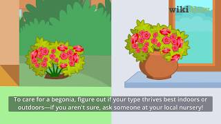 How to Care for a Begonia