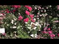летняя обрезка роз после цветения, питомник роз полины козловой rozarium.biz summer pruning of roses