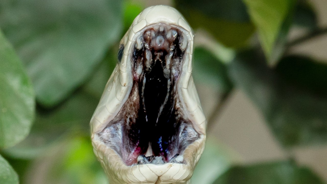 咬まれたら即死！ブラックマンバに触って怒らせてみた