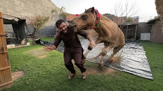 Camel Attack On Turab Near Pool Area | Real Life Shocking Incident