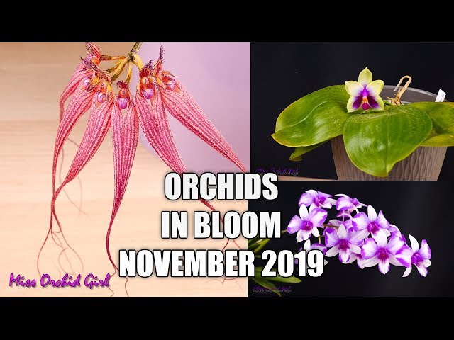 Orchids in Bloom - November 2019 | Which one will you chose?