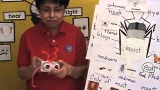 Preschool Kindergarten - Insect Unit Lesson 9 of 9