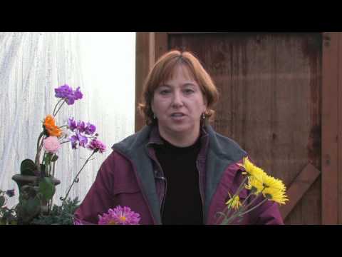 Gardening Tips & Flowers : How to Grow Chrysanthemum (Dendranthema Grandiflora)