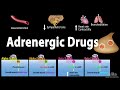 Adrenergic drugs  pharmacology animation