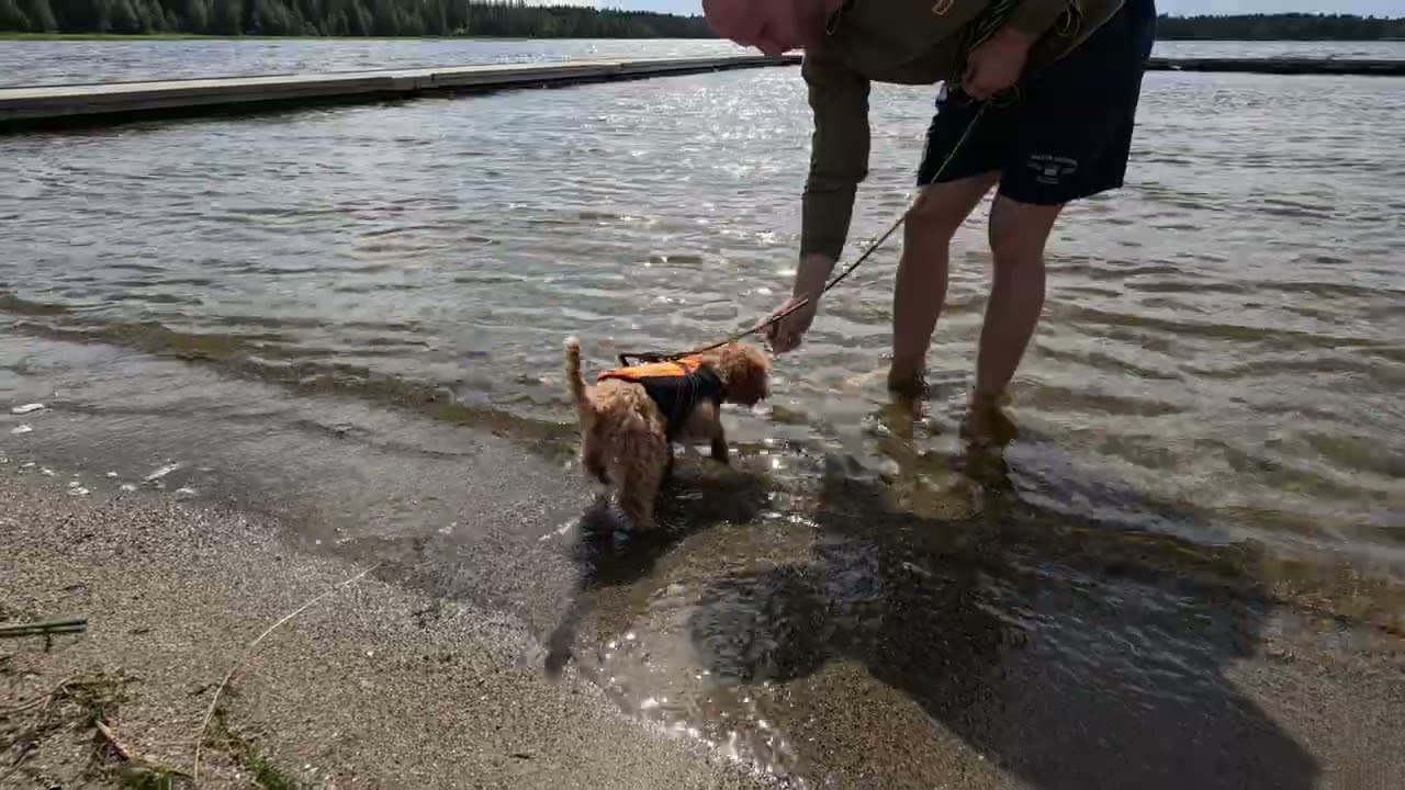 Cavapoo, Kiwi first swim attempt