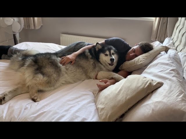 Giant Malamute Loves Cuddles! Niko Is Daddies Girl! (Cutest Doggo!!)