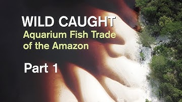 WILD CAUGHT: AQUARIUM FISH TRADE OF THE AMAZON - PART 1
