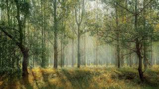Wise forest || Lofi  ||  Relax || beats for your day ☕️  Music to put you in a better mood screenshot 5
