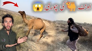 Download Lagu 🐪 Camel Stolen 😱 | Panic in the Village MP3