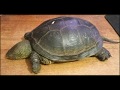 Пресноводная, болотная черепаха, что с ней делать в первую очередь