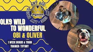 Oliver & Obi 1 Week Board and Trains 
